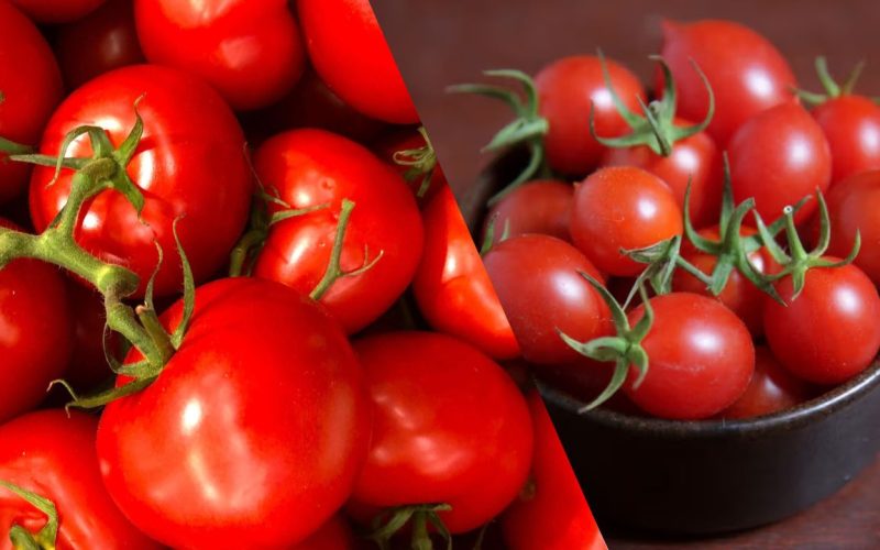 Como Plantar Tomate Cereja Org Nico Guia Completo Minutofeed