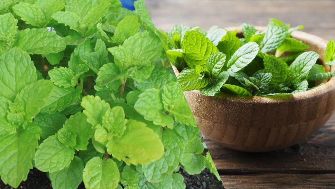 Como Cultivar Hortel Do 0 Planta o Ideal MinutoFeed como-cultivar-hortel-do-0-planta-o-ideal-minutofeed