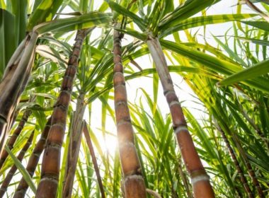 Como Plantar Cana-de-Açúcar: Guia Completo!