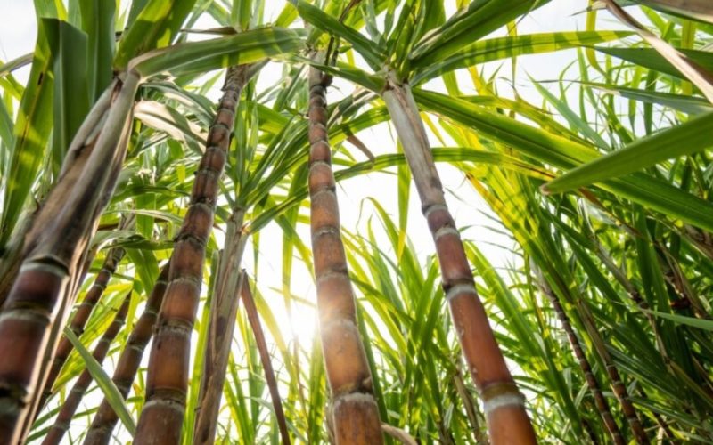 Como Plantar Cana-de-Açúcar: Guia Completo!