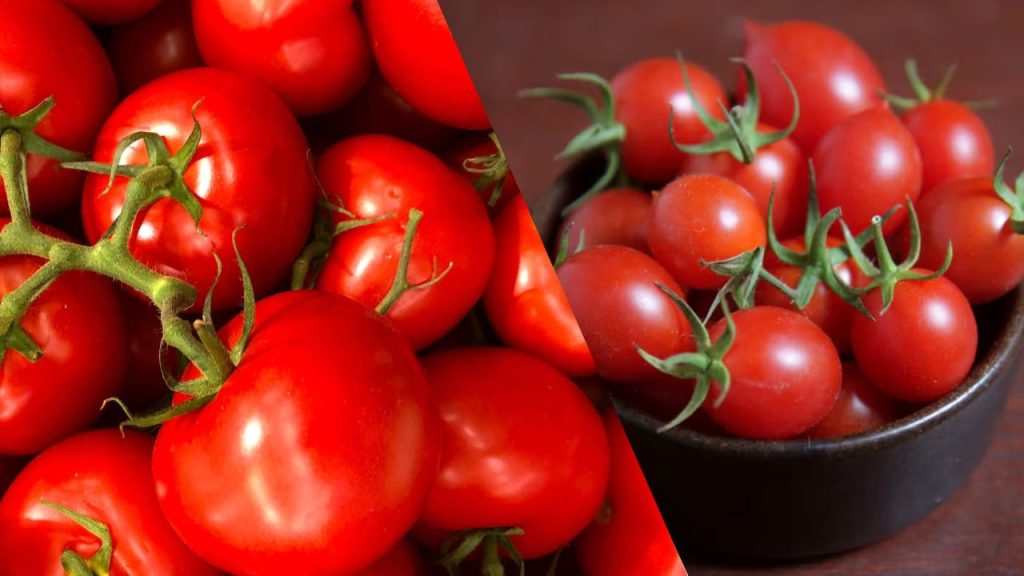 Como Plantar Tomate Cereja Orgânico