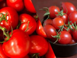 Como Plantar Tomate Cereja Orgânico: Guia Completo