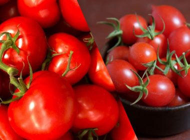 Como Plantar Tomate Cereja Orgânico: Guia Completo