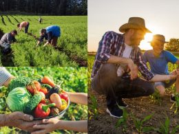 O Papel Vital Do Agricultor Na Garantia Da Segurança Alimentar