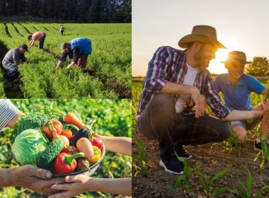 O Papel Vital Do Agricultor Na Garantia Da Segurança Alimentar