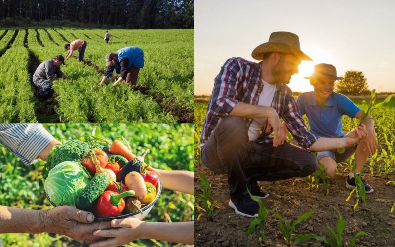 O Papel Vital Do Agricultor Na Garantia Da Segurança Alimentar