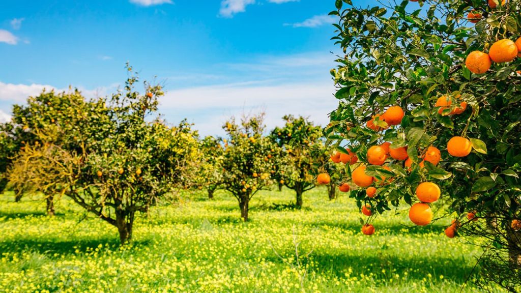 Plantação De Laranja No Brasil