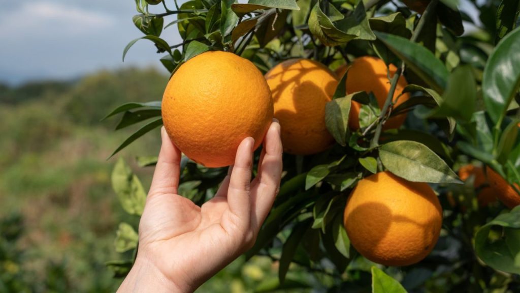 Plantação De Laranja No Brasil