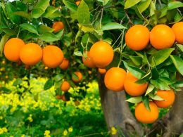 Plantação De Laranja No Brasil