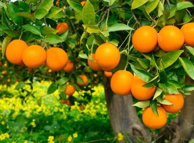 Plantação De Laranja No Brasil