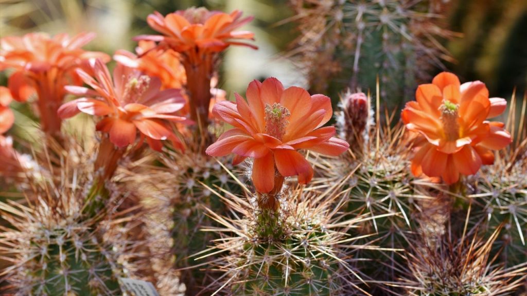 Como Cuidar de Cactos