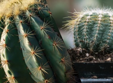 Como Cuidar de Cactos