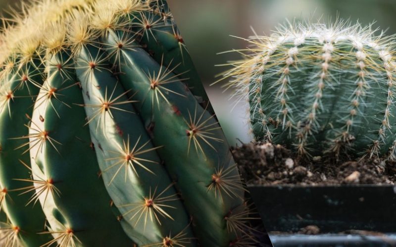 Como Cuidar de Cactos