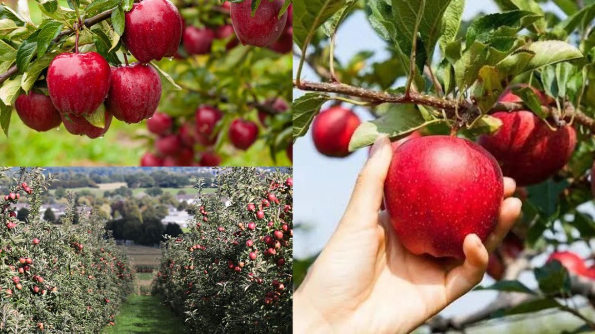 Como Cultivar Maçã: Dos Benefícios á sua macieira! - MinutoFeed