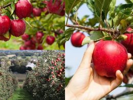 Como Cultivar Maçã: Dos Benefícios á sua macieira!