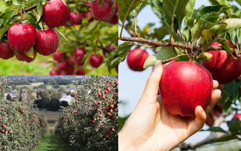 Como Cultivar Maçã: Dos Benefícios á sua macieira!