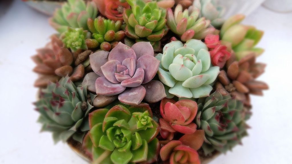 Como Fazer Plantação de Suculentas