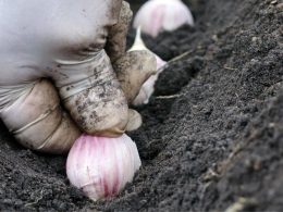 Como Plantar Alho: Aprenda do 0!