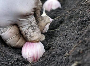 Como Plantar Alho: Aprenda do 0!