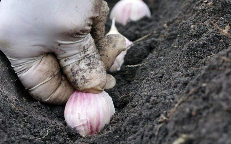 Como Plantar Alho: Aprenda do 0!