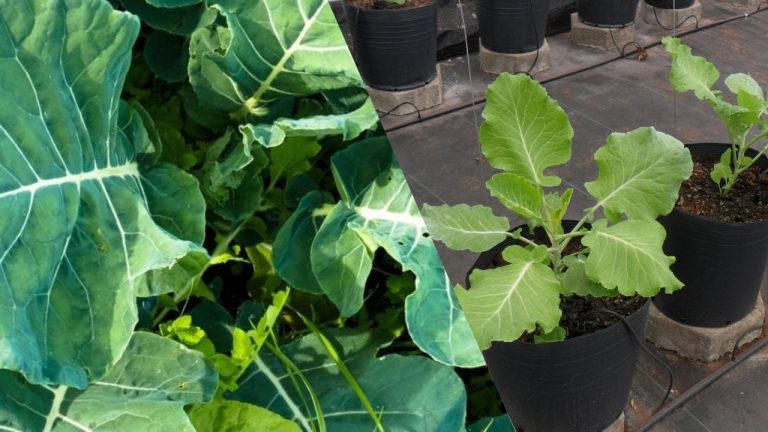 Como Plantar Couve - MinutoFeed