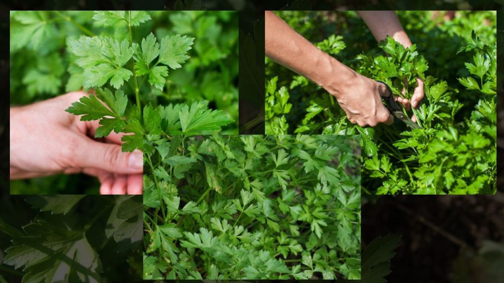 Como Plantar Salsa