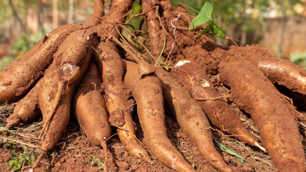 Cuidados Ideais com a Mandioca
