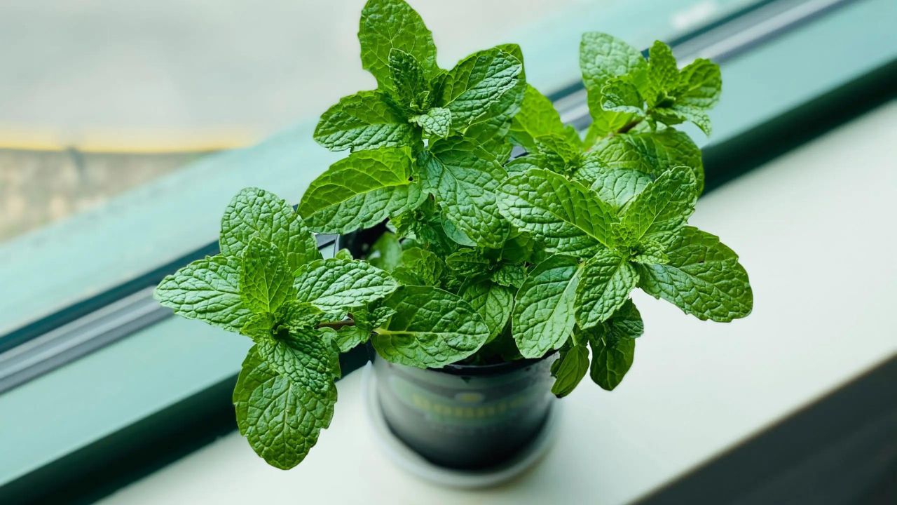 Cultivo de Hortelã em Vaso