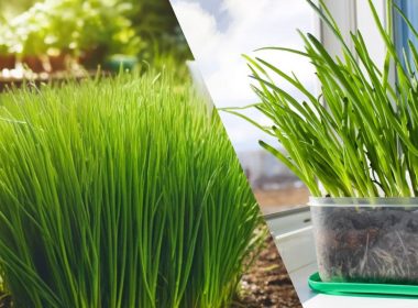 Plantação de Cebolinha em Casa