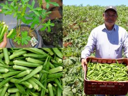 Plantação de Quiabo: Aprenda o Guia Completo!