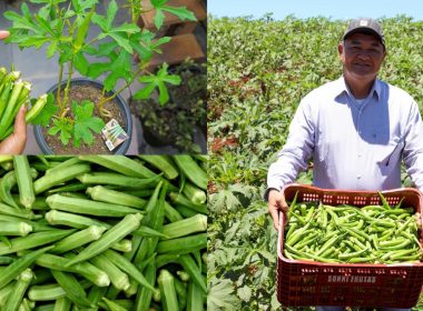 Plantação de Quiabo: Aprenda o Guia Completo!