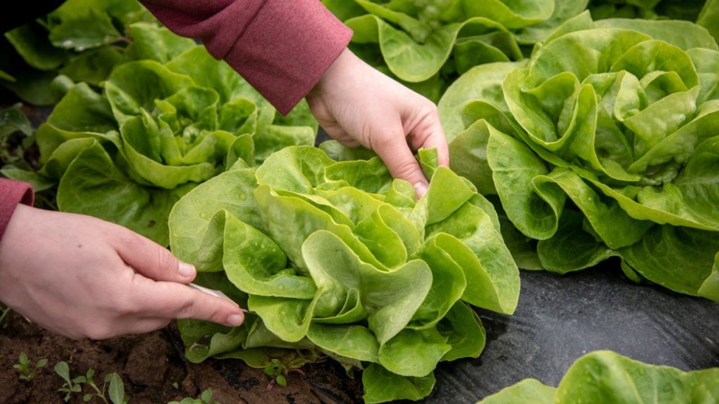 Plantação em Pequenos Locais