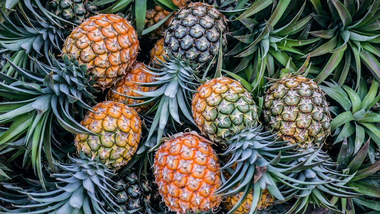 Abacaxi Plantação