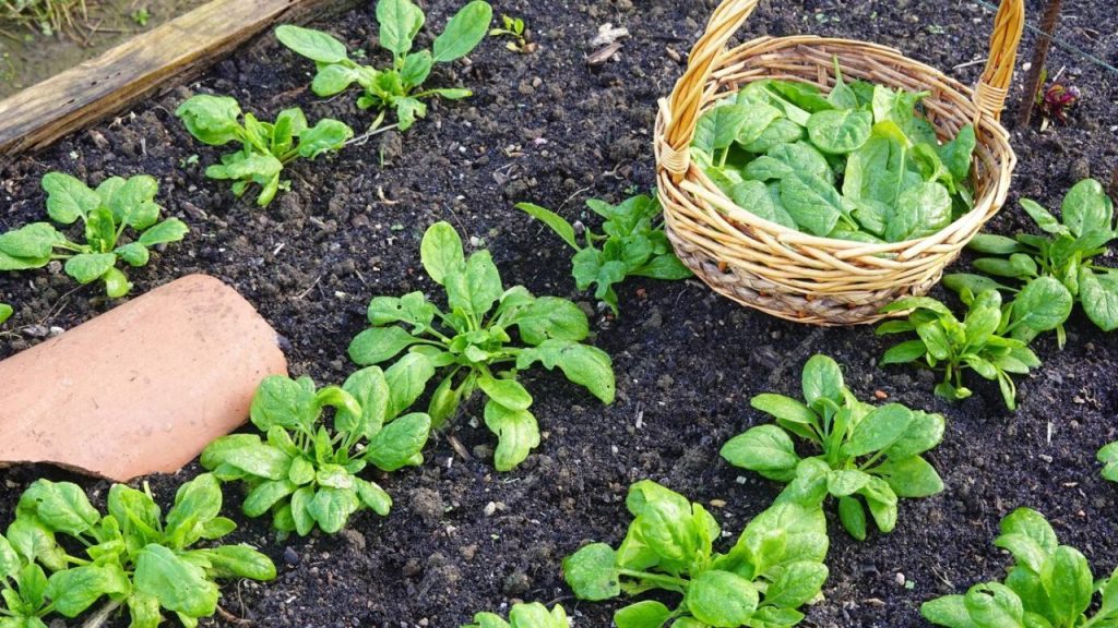 Como Plantar Espinafre