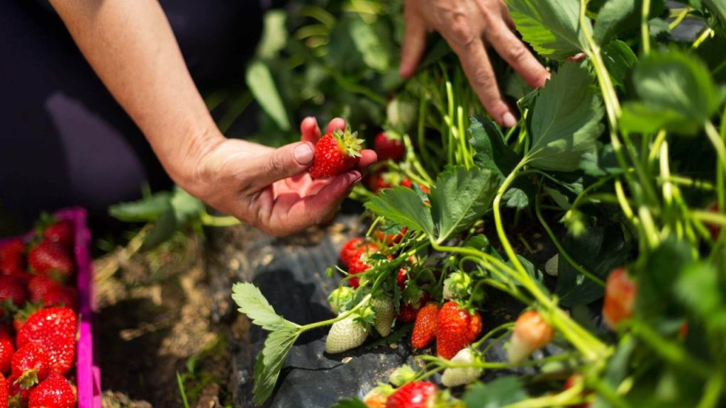 Como Plantar Morango