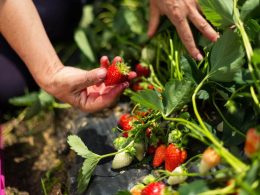 Como Plantar Morango: Da Semente ao Fruto!