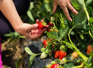 Como Plantar Morango: Da Semente ao Fruto!