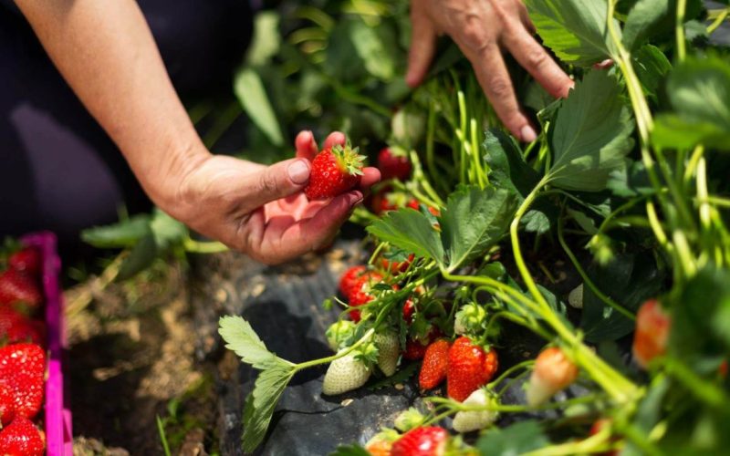 Como Plantar Morango: Da Semente ao Fruto!