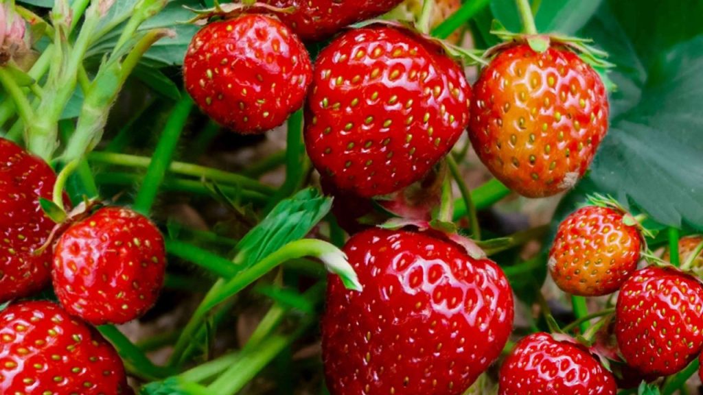 Como Plantar Morango em Vaso