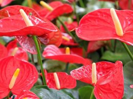 Descubra os Tipos de Flor e Como Iniciar sua Plantação!