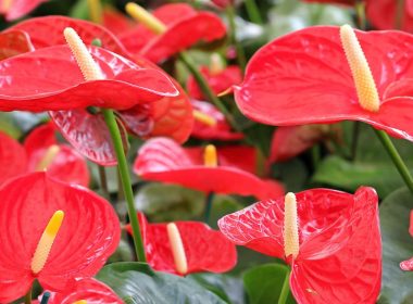 Descubra os Tipos de Flor e Como Iniciar sua Plantação!