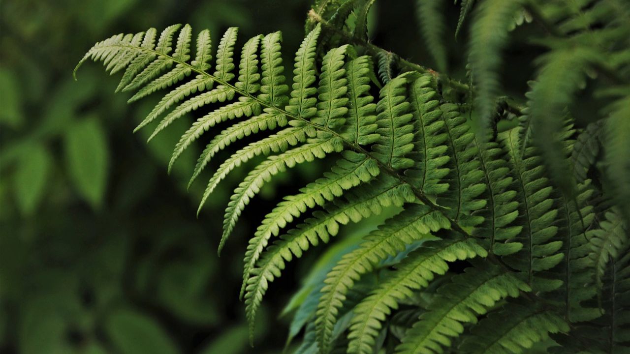 Plantar Samambaias