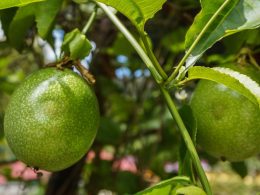 Maracujá Plantação: O Guia Completo para Cultivar