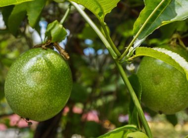 Maracujá Plantação: O Guia Completo para Cultivar