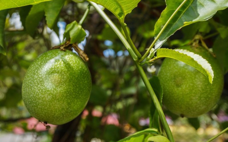 Maracujá Plantação: O Guia Completo para Cultivar