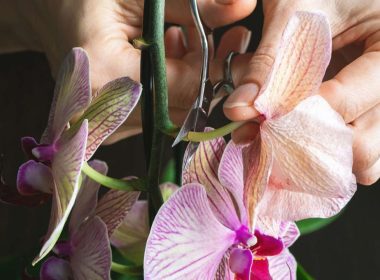 Como Podar as Orquídeas Corretamente: Guia Completo